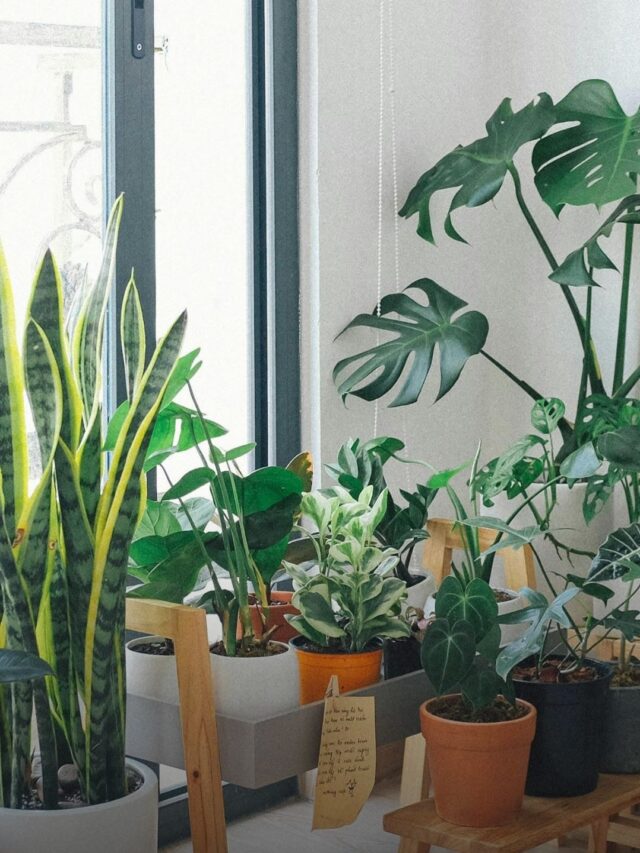 Top 8 indoor plants for beginners: a complete guide