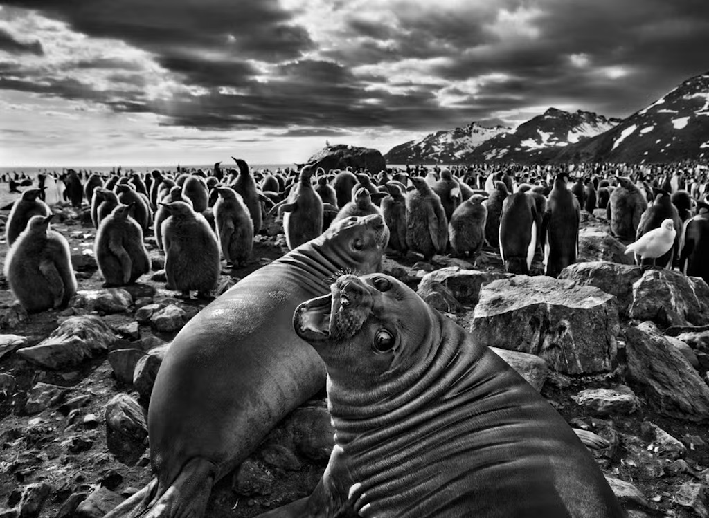 Southern elephant seal pups in St. Andrews Bay. Photo by Sebastião Salgado. Southern elephant seal pups in St. Andrews Bay. Photo by Sebastião Salgado.